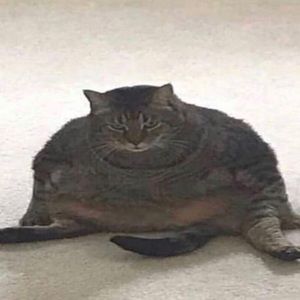 Meet your Posher, Lillian